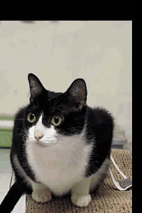 Reference cat photo used as the alignment target